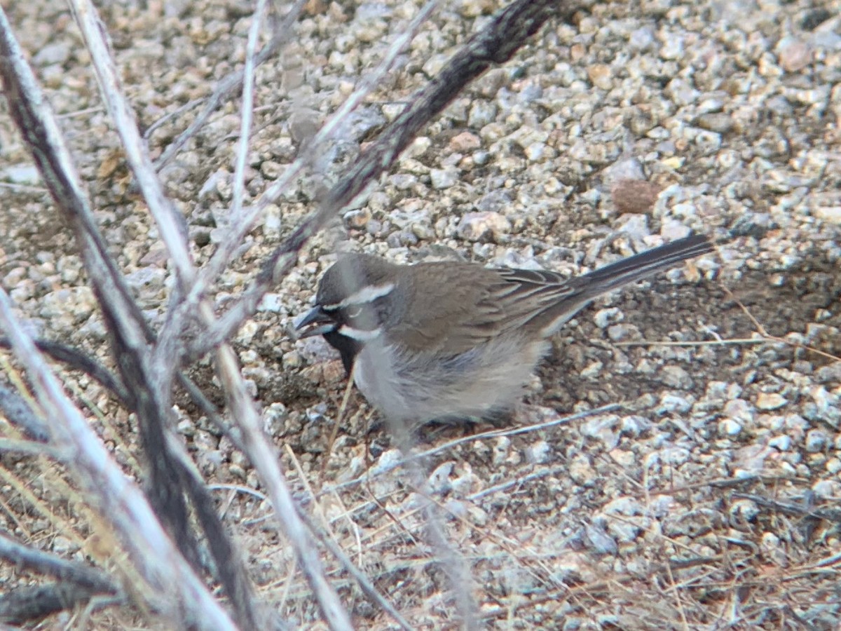 Black-throated Sparrow - ML618350380