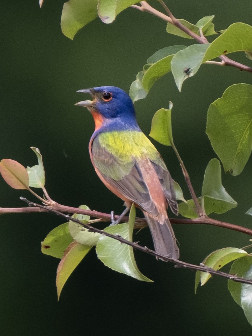 Painted Bunting - ML618350413
