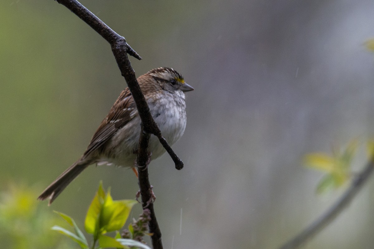 White-throated Sparrow - ML618350438