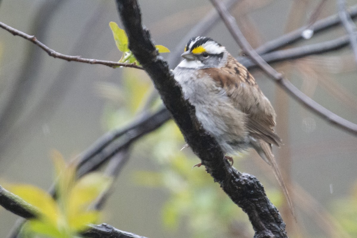 White-throated Sparrow - ML618350439