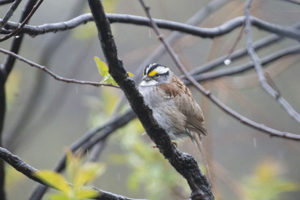 White-throated Sparrow - ML618350440