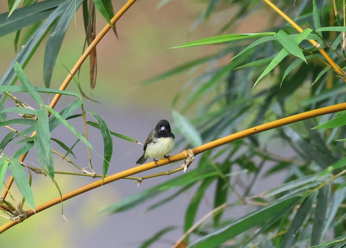 Yellow-bellied Seedeater - ML618350447