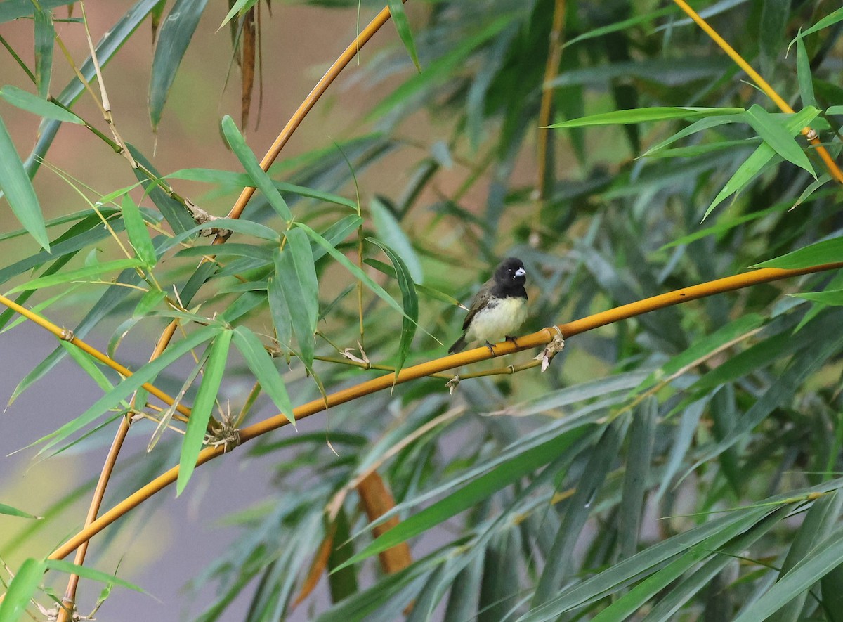 Yellow-bellied Seedeater - ML618350448