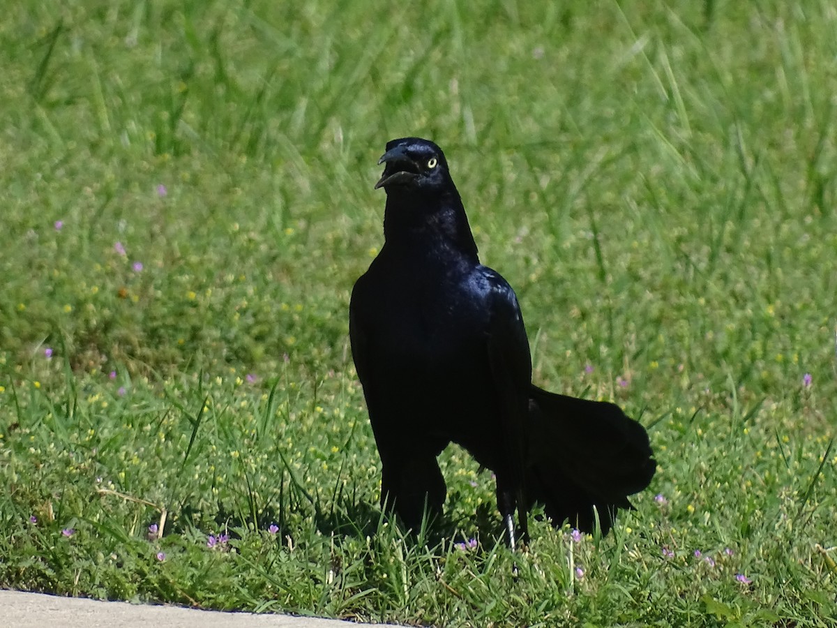 Great-tailed Grackle - ML618350456
