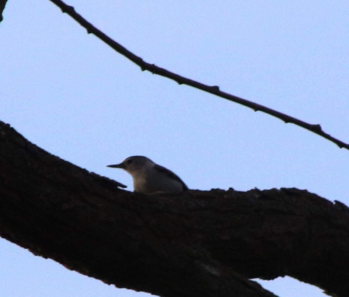 White-breasted Nuthatch - ML618350472