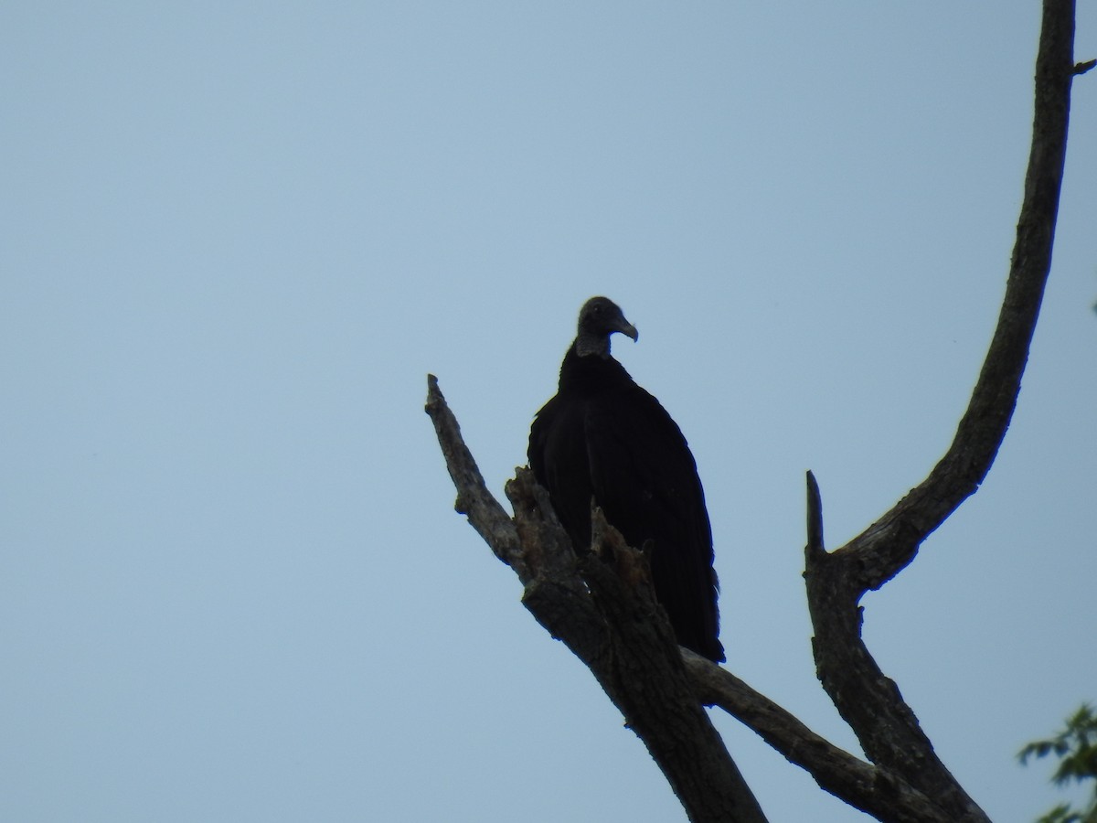 Black Vulture - ML618350483