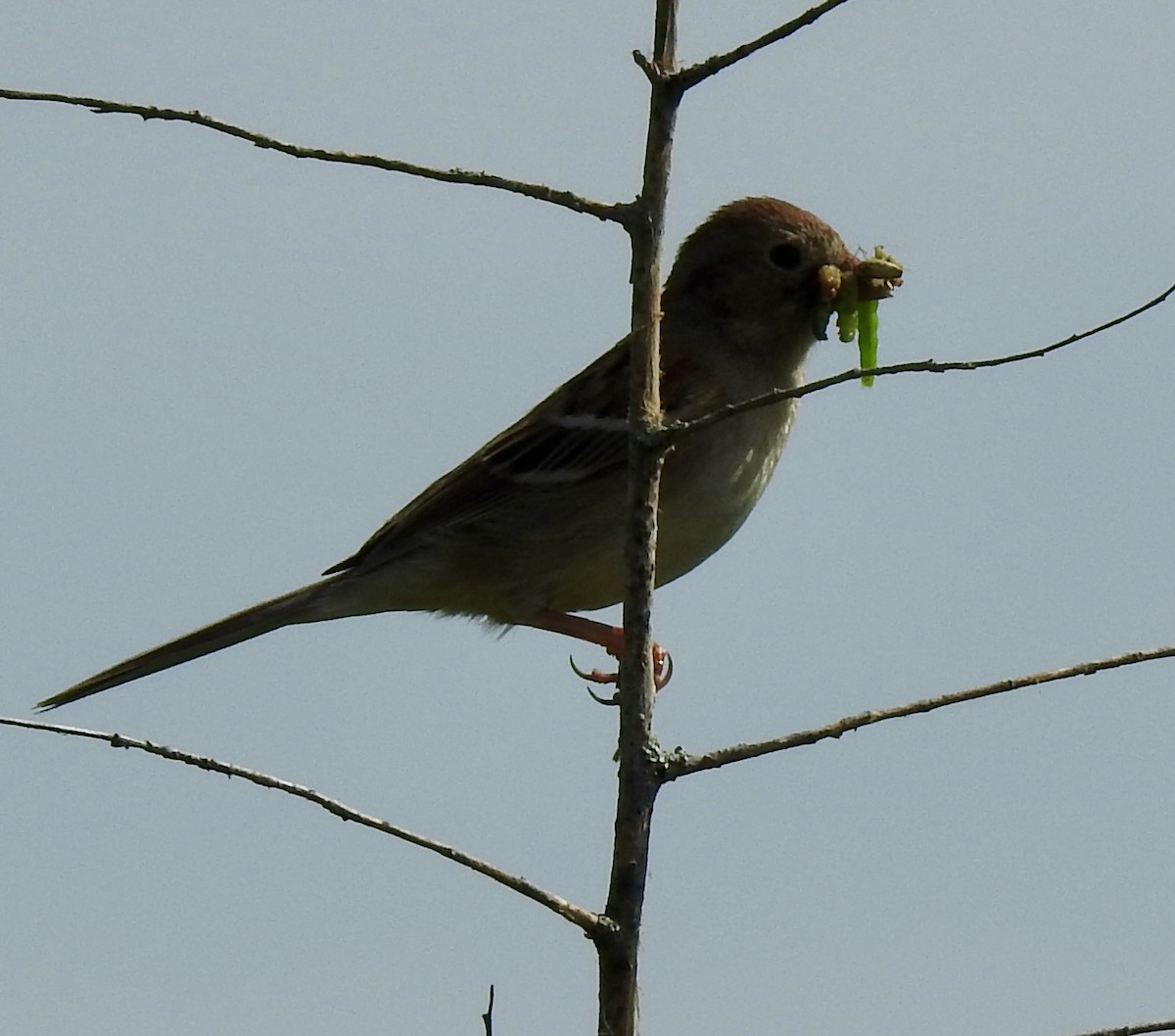 Field Sparrow - ML618350488