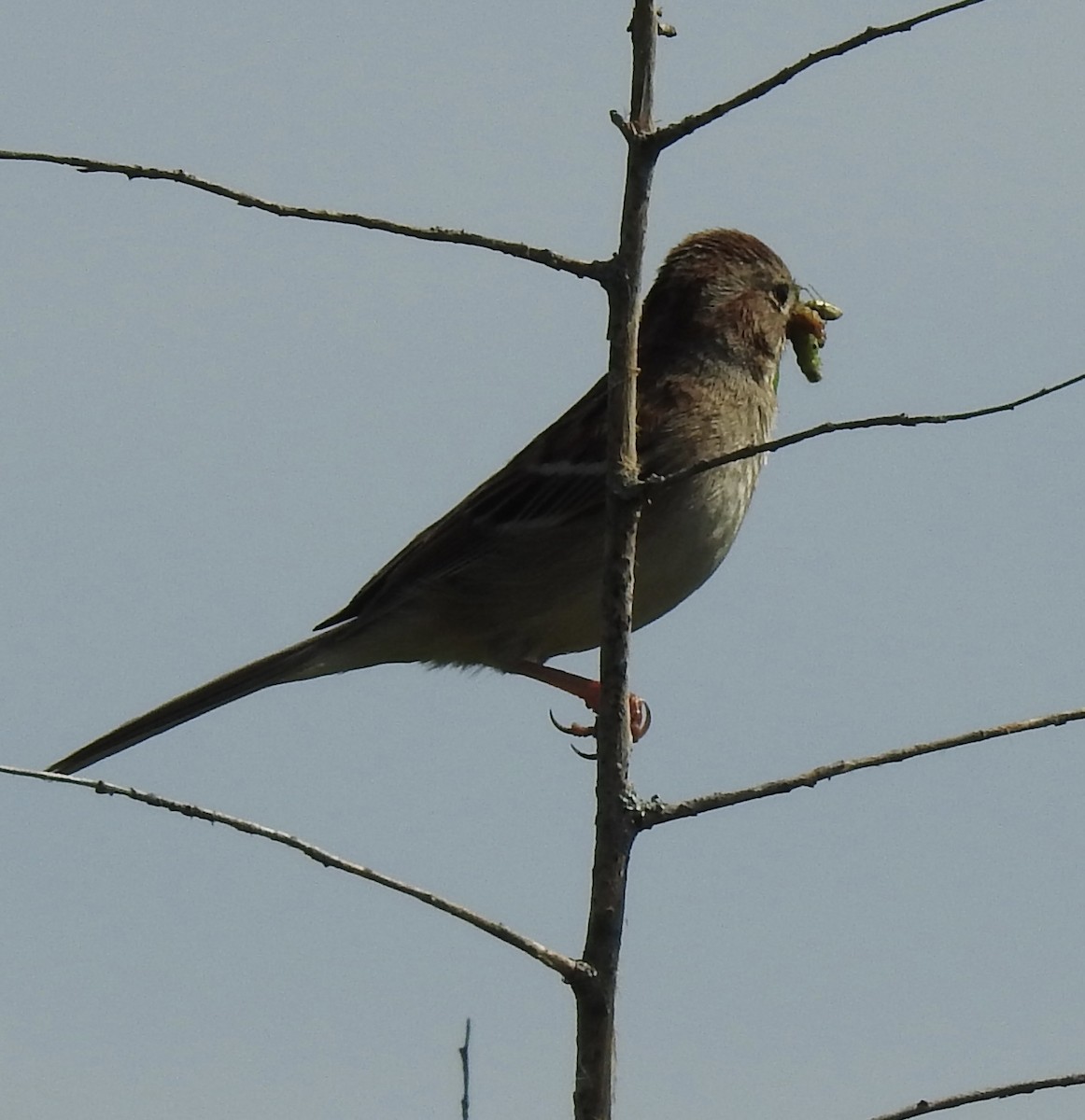 Field Sparrow - ML618350489