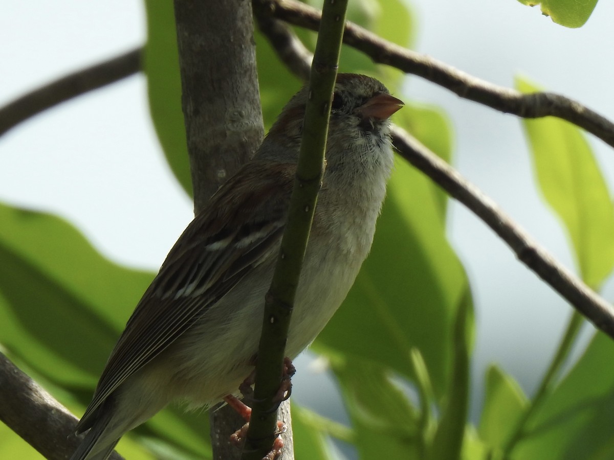 Field Sparrow - ML618350490