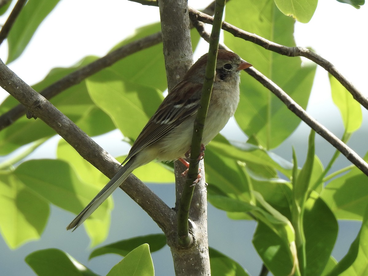 Field Sparrow - ML618350491