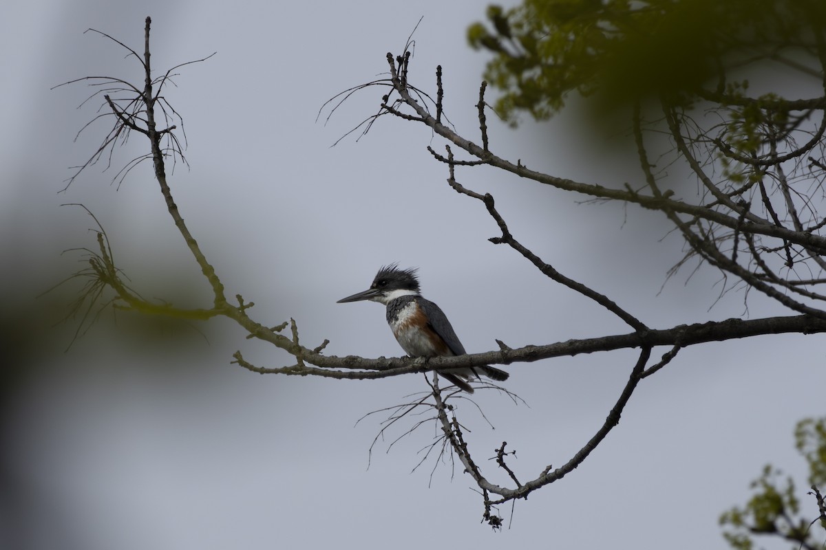 Belted Kingfisher - ML618350502