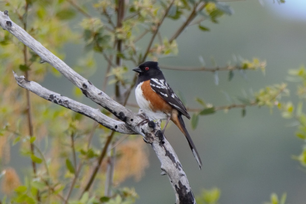 Spotted Towhee - ML618350517