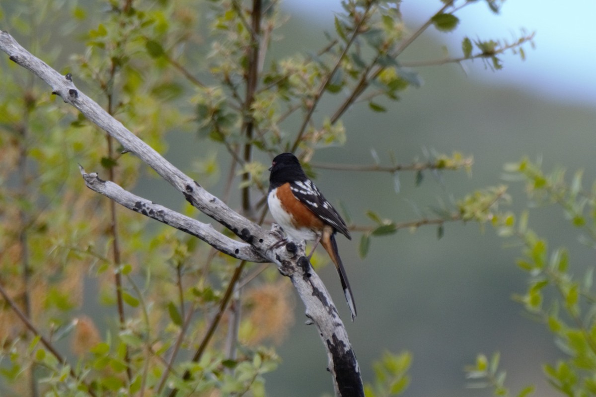 Spotted Towhee - ML618350518