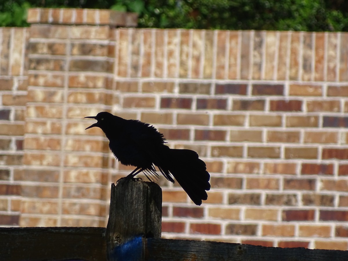 Great-tailed Grackle - ML618350529