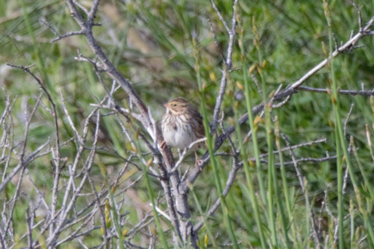 Savannah Sparrow - ML618350531