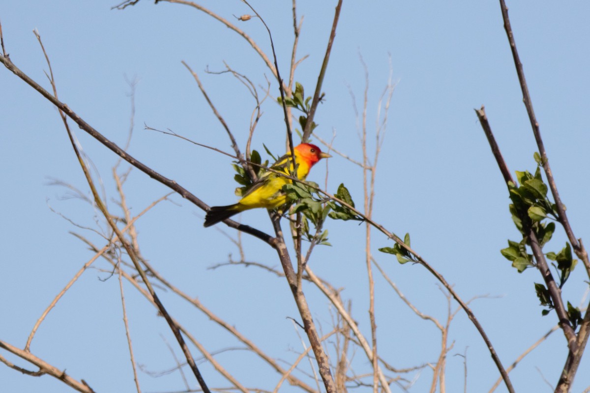 Western Tanager - ML618350593