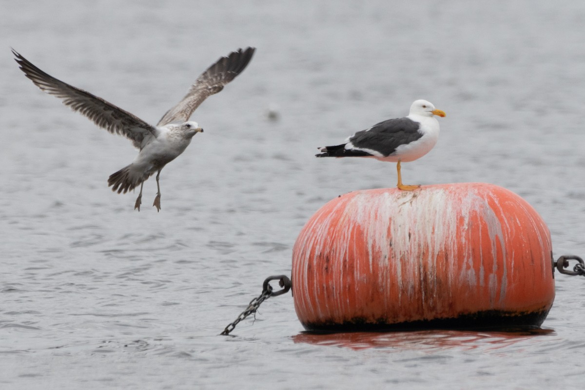 Yellow-footed Gull - ML618350627
