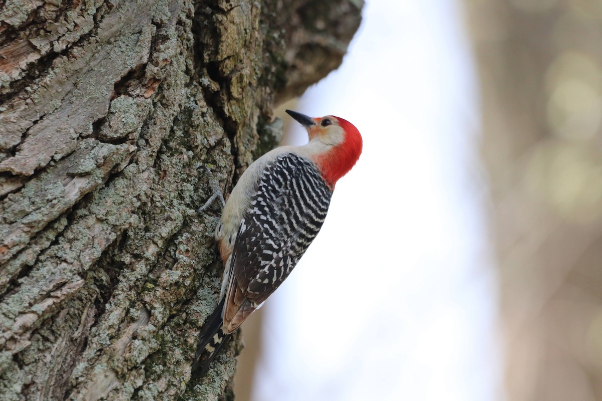Red-bellied Woodpecker - ML618350640