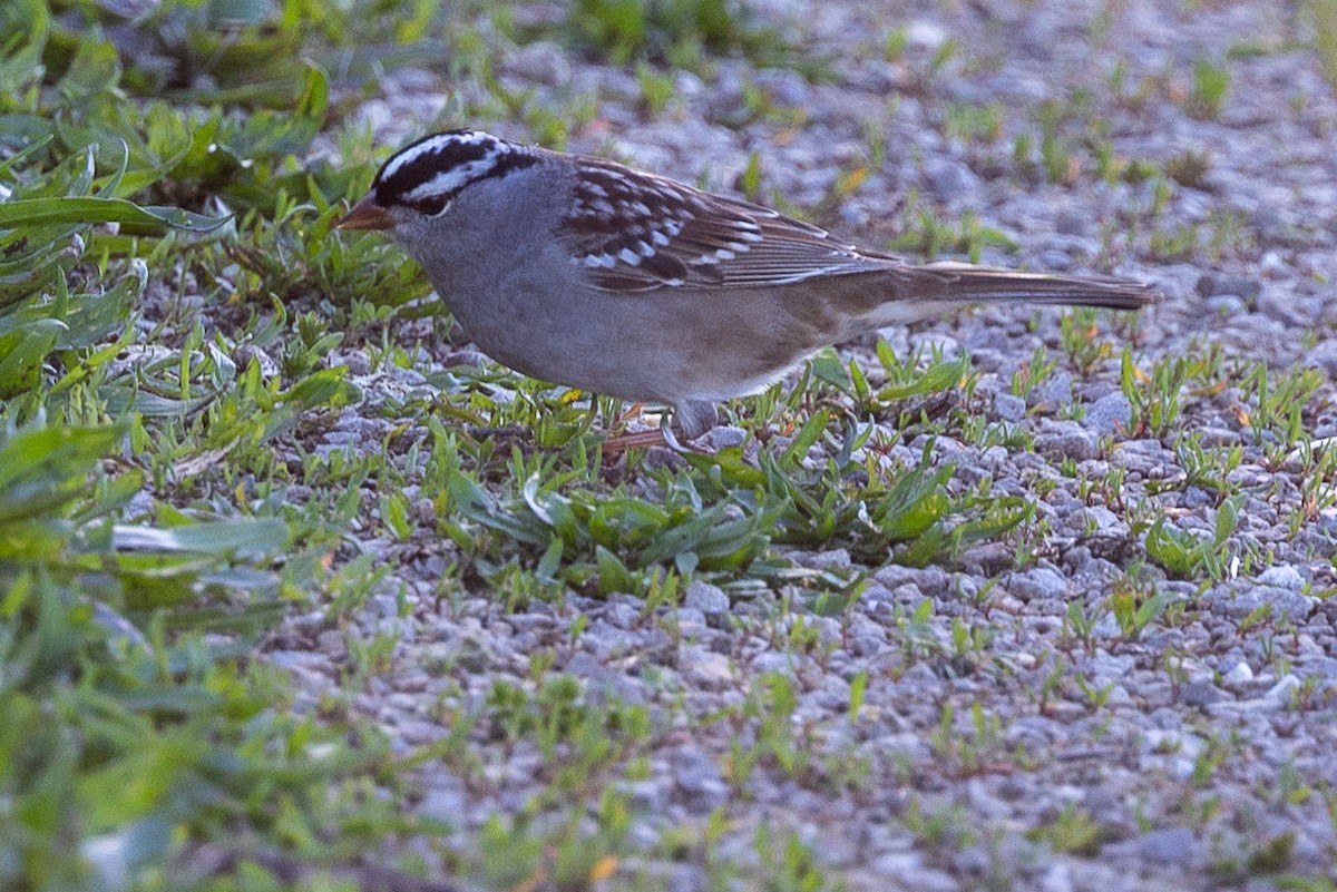 White-crowned Sparrow - ML618350649