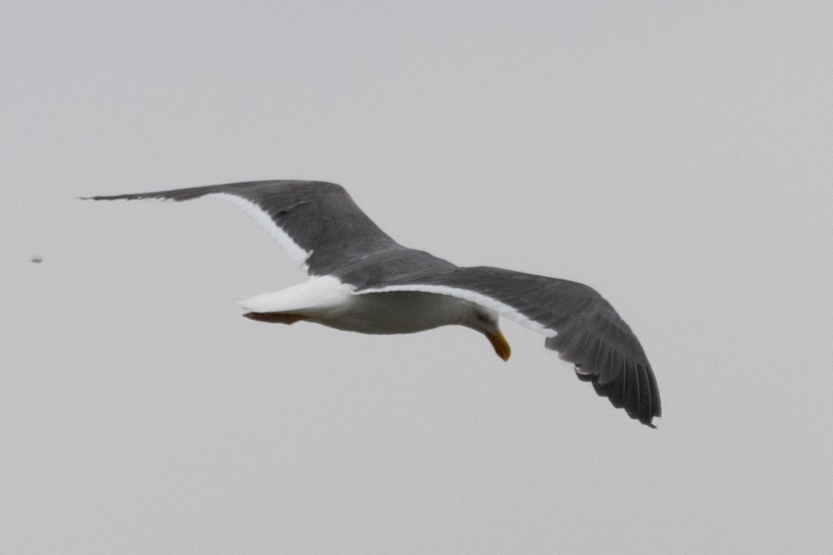 Yellow-footed Gull - ML618350651