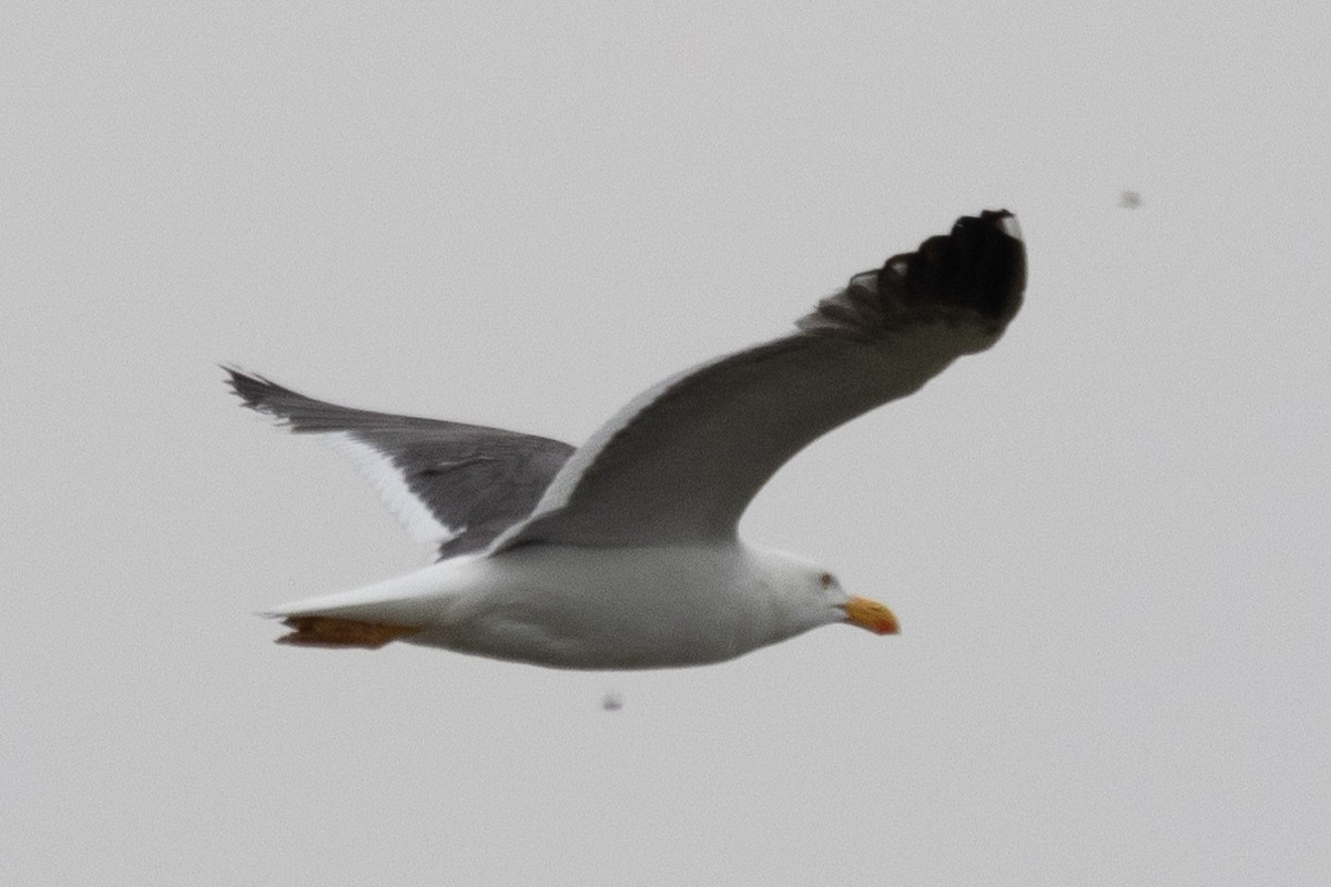 Yellow-footed Gull - ML618350656