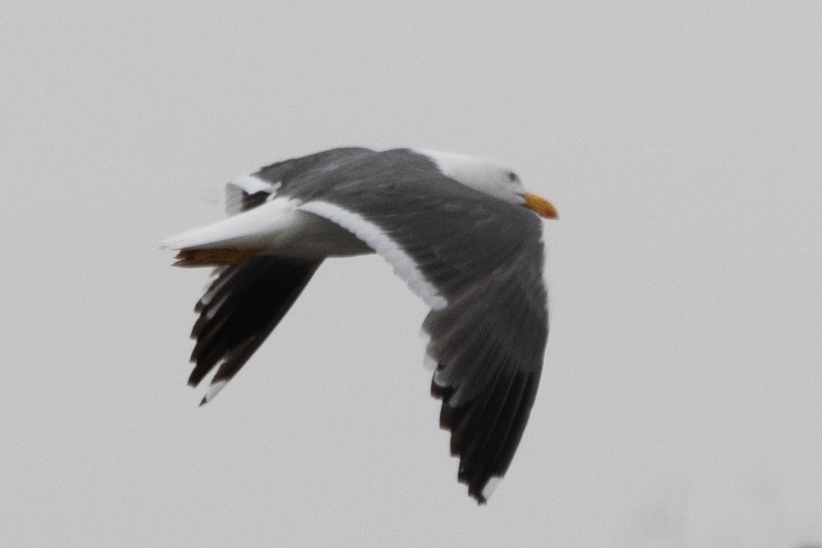 Yellow-footed Gull - ML618350657