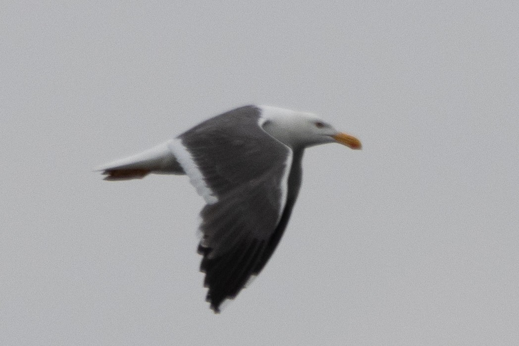 Yellow-footed Gull - ML618350659