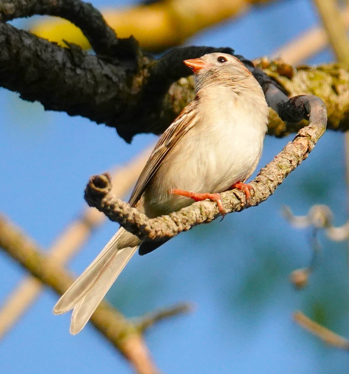 Field Sparrow - ML618350660