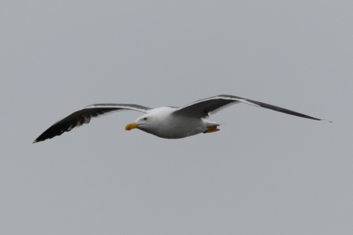Yellow-footed Gull - ML618350661