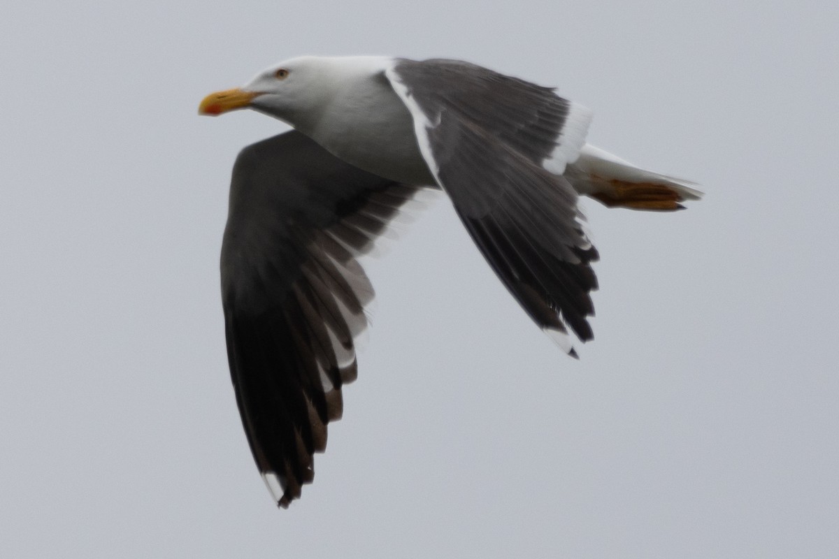 Yellow-footed Gull - ML618350662