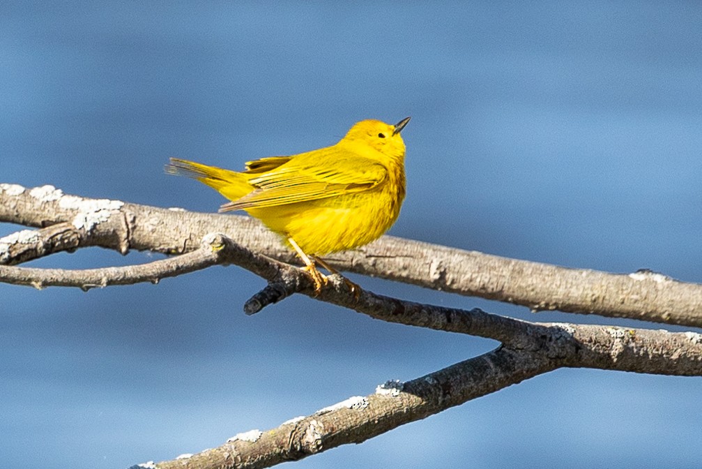Yellow Warbler - Else Karlsen