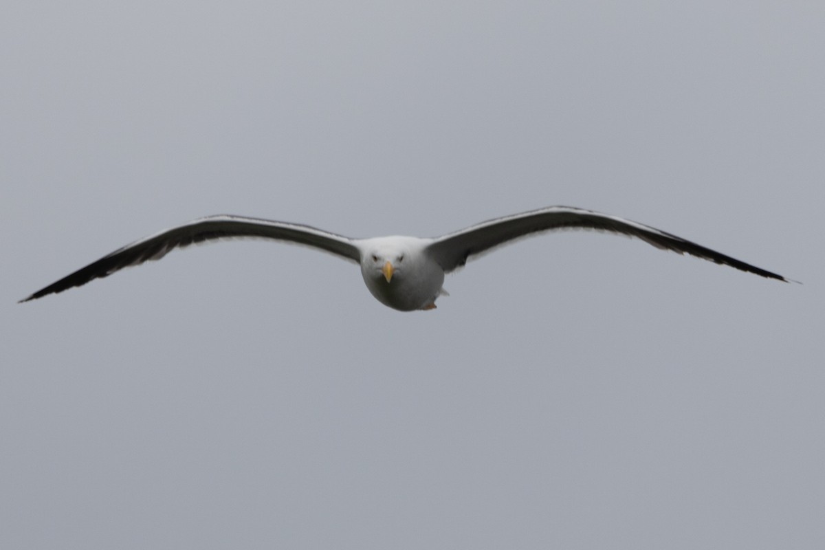 Yellow-footed Gull - ML618350667