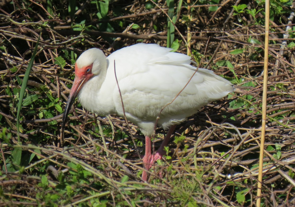 ibis bílý - ML618350675