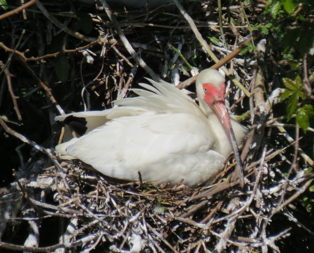 ibis bílý - ML618350676