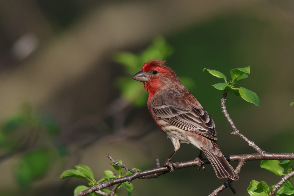 House Finch - Andy Dettling