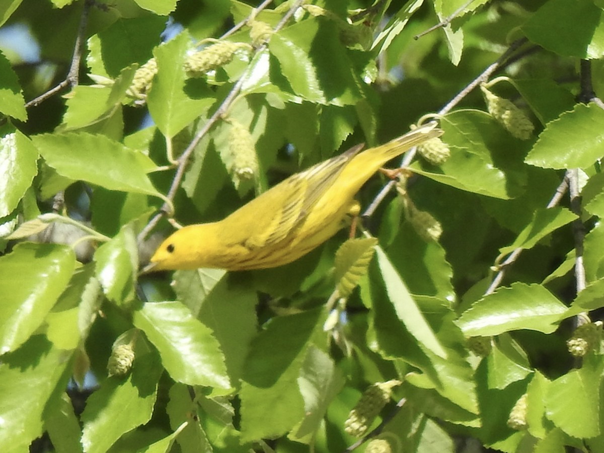 Yellow Warbler - ML618350718