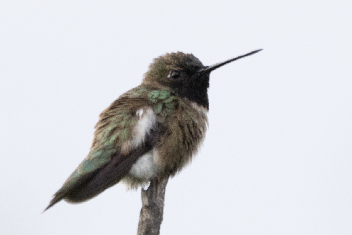 Black-chinned Hummingbird - ML618350730