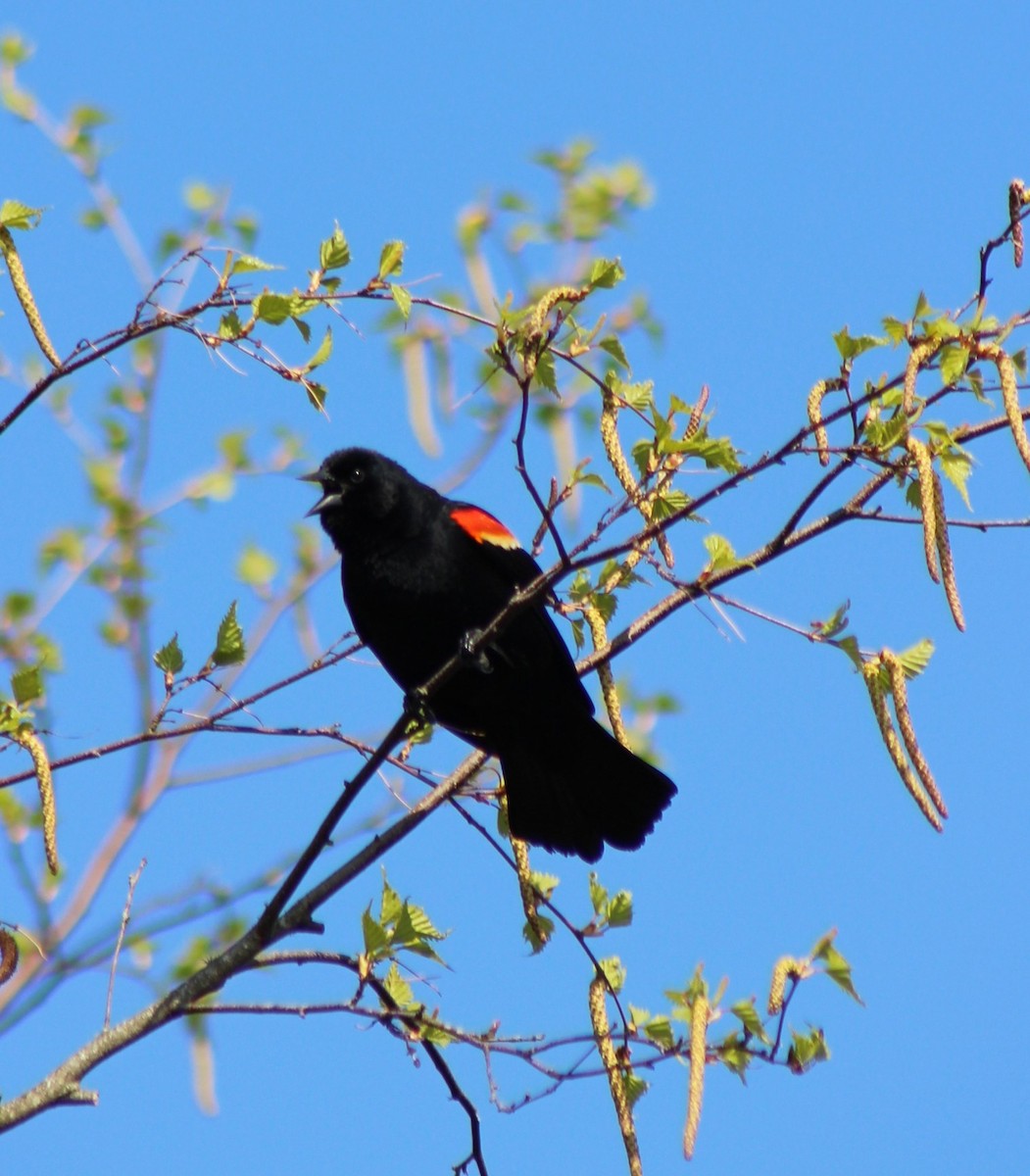 Red-winged Blackbird - ML618350750