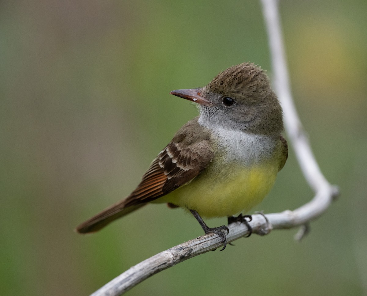 Great Crested Flycatcher - Suzy Deese