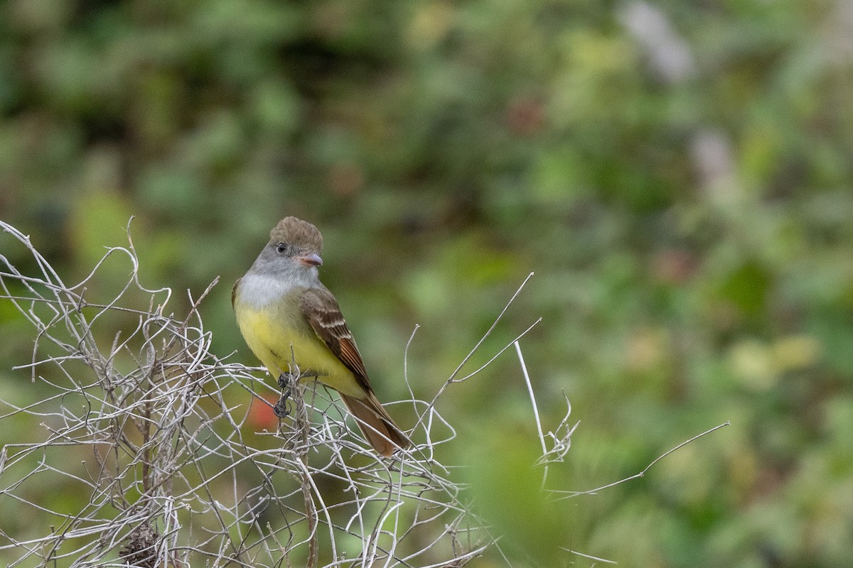 Great Crested Flycatcher - ML618350774
