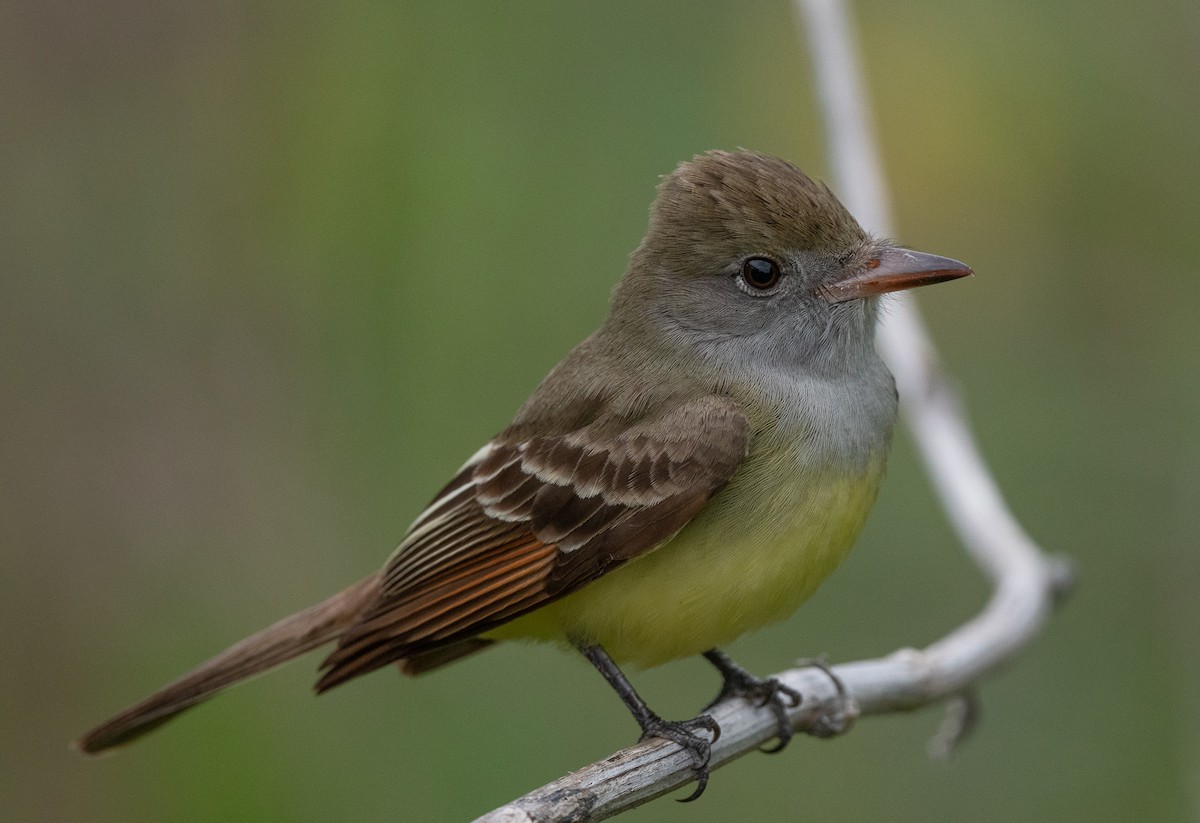 Great Crested Flycatcher - ML618350775