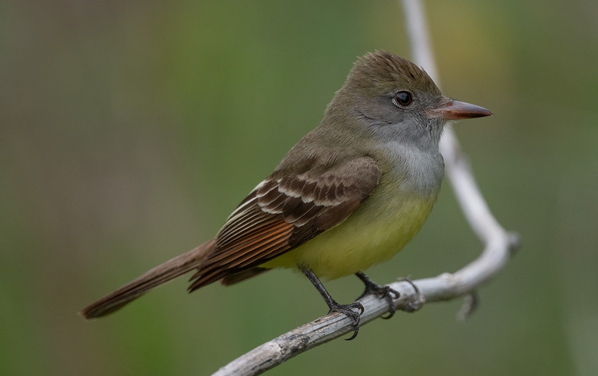 Great Crested Flycatcher - ML618350776