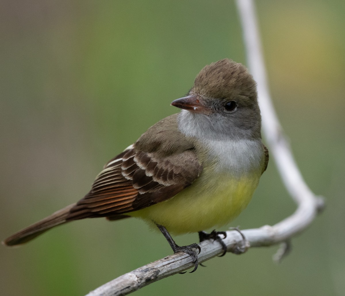 Great Crested Flycatcher - Suzy Deese