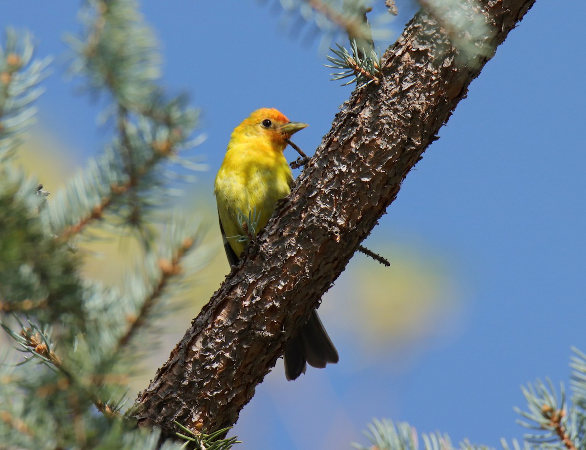 Western Tanager - ML618350798
