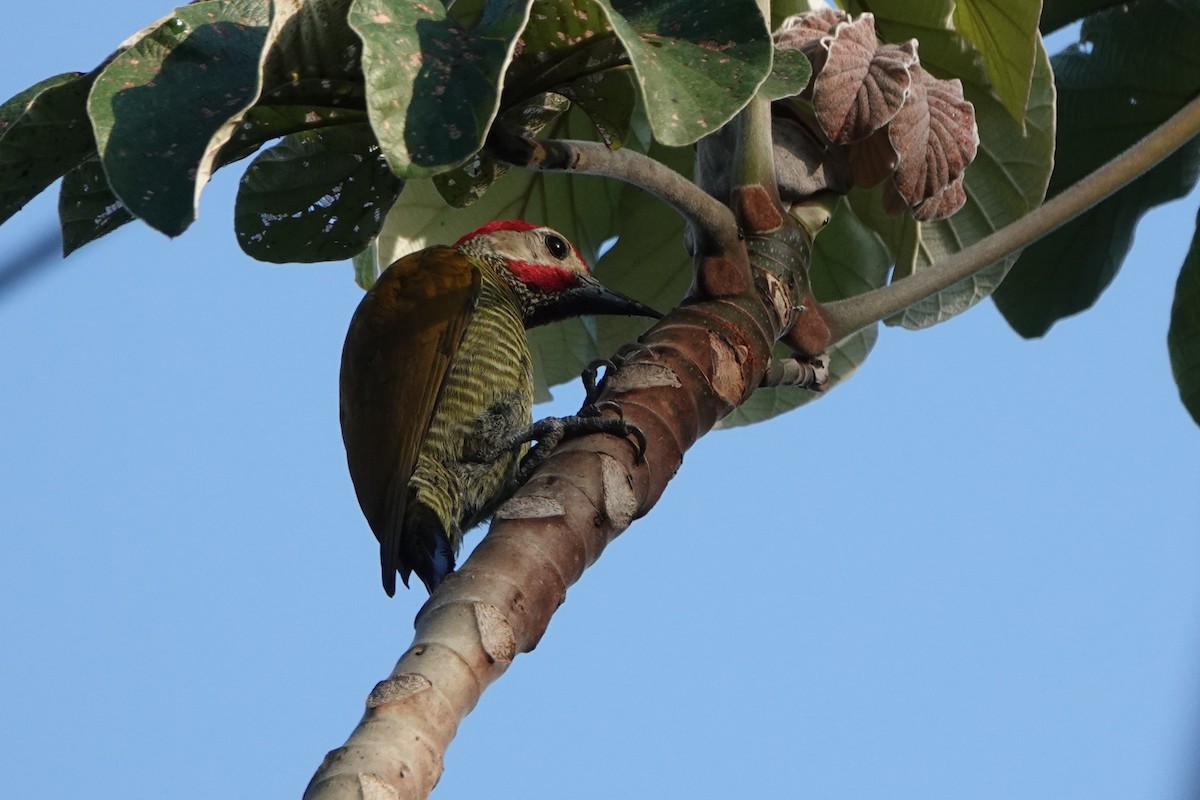 Golden-olive Woodpecker - ML618350846
