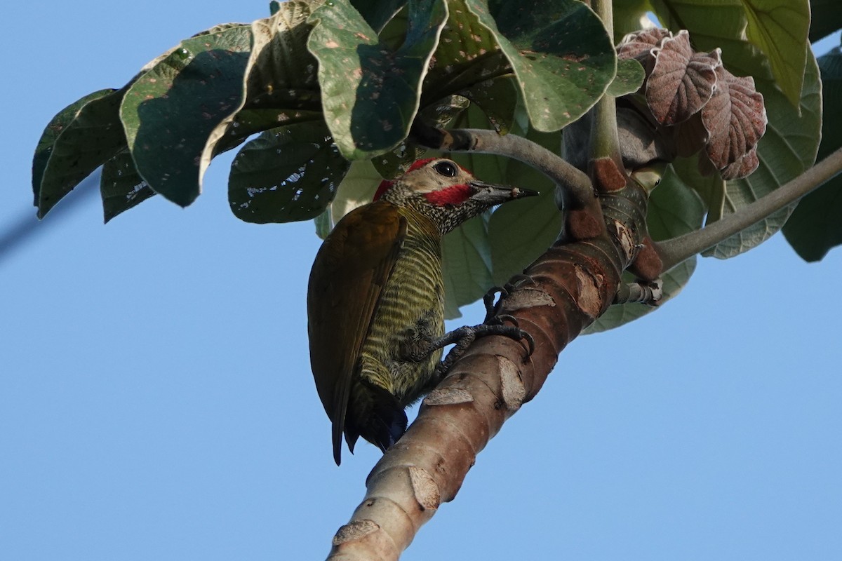 Golden-olive Woodpecker - ML618350847