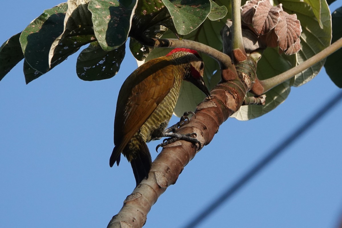 Golden-olive Woodpecker - ML618350848
