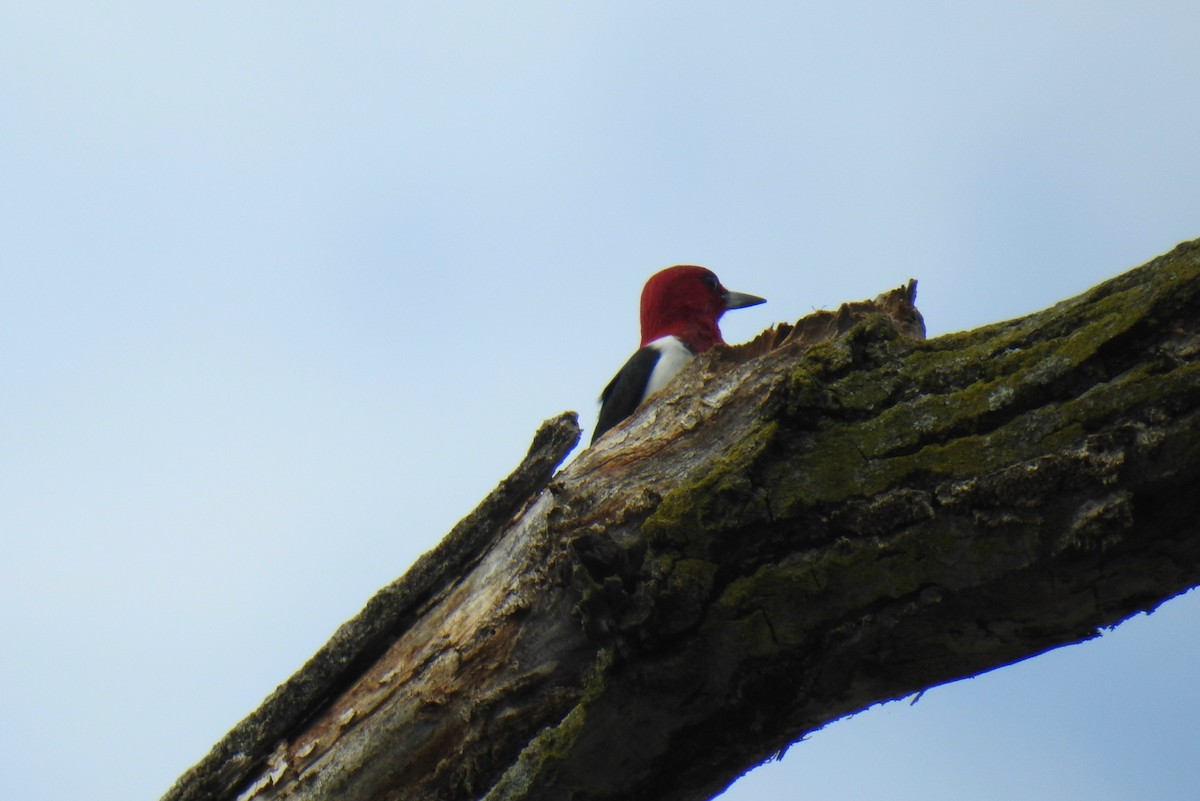 Red-headed Woodpecker - ML618350866