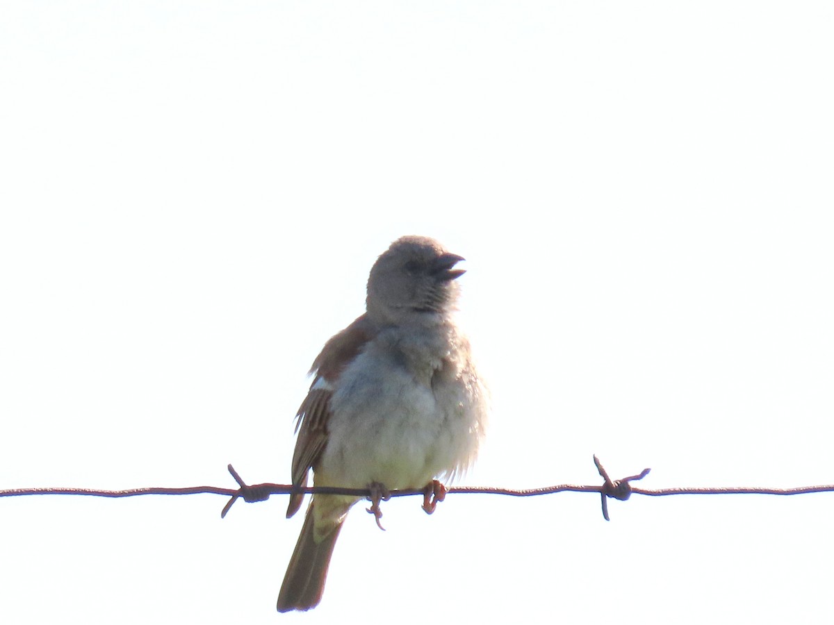 Southern Gray-headed Sparrow - ML618350867