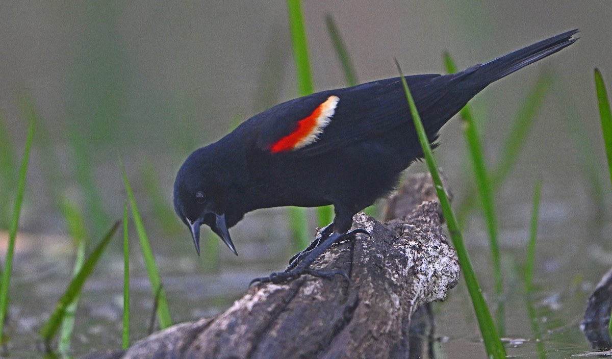 Red-winged Blackbird - ML618350915